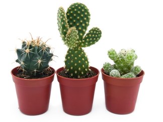 Cactussen en vetplanten | Brugge en Ieper