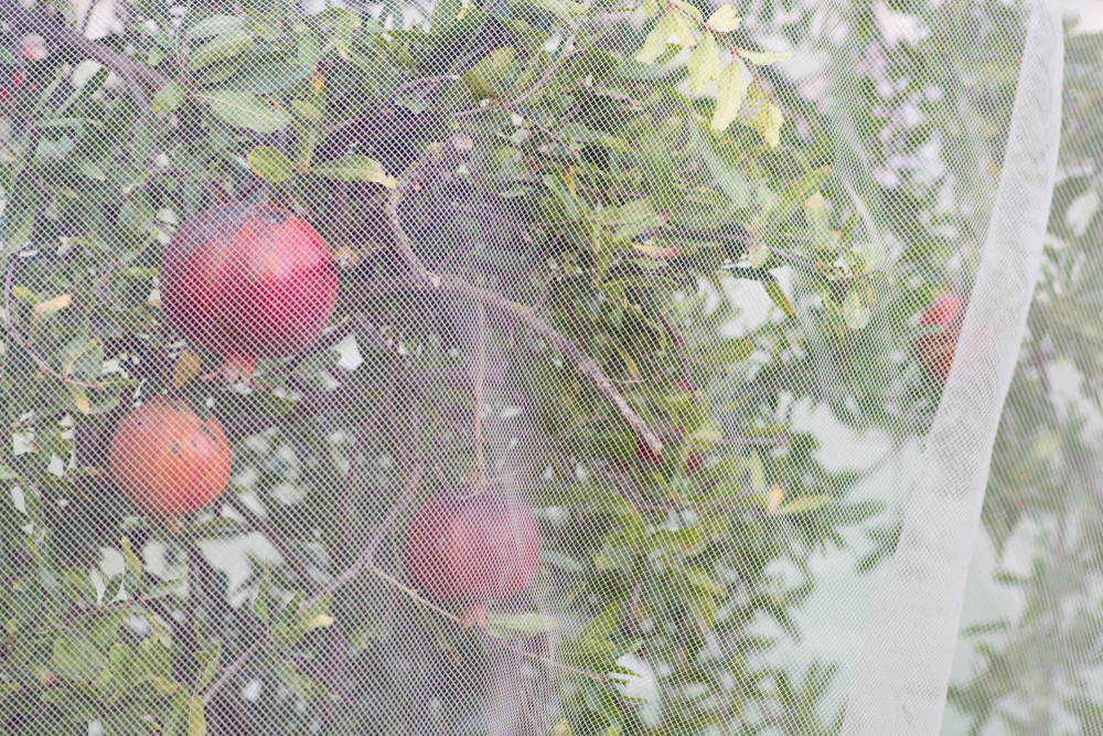 fruitboom | vogelbestrijding | net | tuincentrunm Brugge | tuincentrum Ieper | Groencentrum 