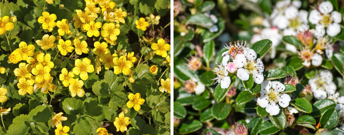 Groencentrum | Brugge | Ieper | Bodembedekkers | Tuinplanten