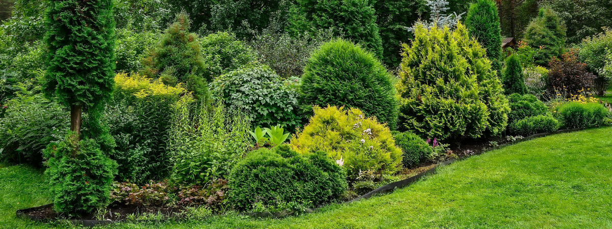 Bomen, heesters en coniferen | Groencentrum Bomen, heesters en coniferen | Groencentrum