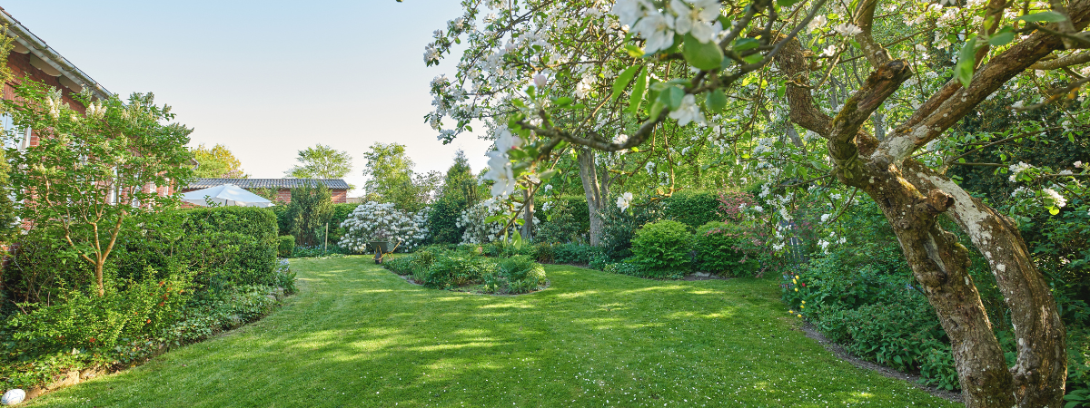 Bomen, heesters en coniferen | Groencentrum Bomen, heesters en coniferen | Groencentrum