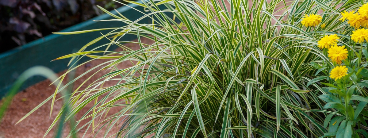 Carex | Groencentrum Brugge, Ieper en Nevele Carex | Groencentrum Brugge, Ieper en Nevele