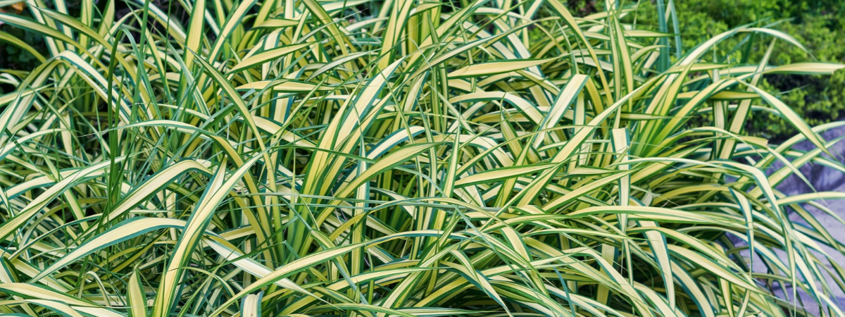 Carex | Groencentrum Brugge, Ieper en Nevele Carex | Groencentrum Brugge, Ieper en Nevele