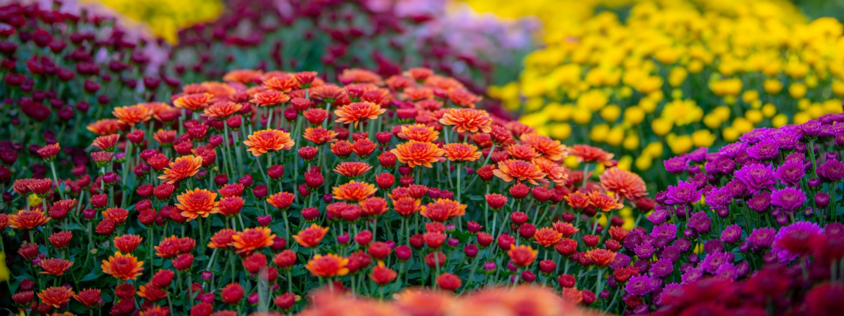 Chrysanten | Groencentrum Brugge, Ieper & Nevele
