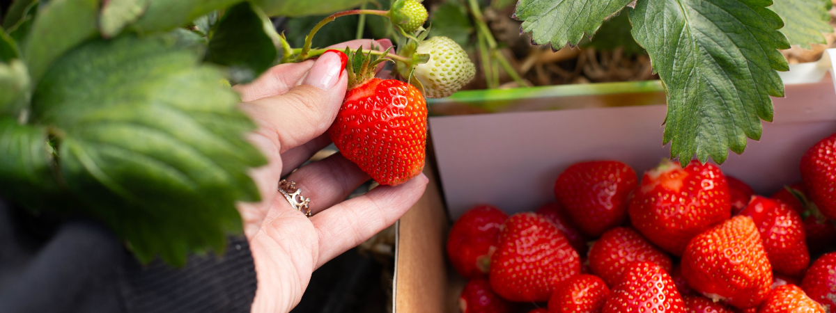 Fruit uit eigen tuin? Kom naar Groencentrum! Fruit uit eigen tuin? Kom naar Groencentrum!