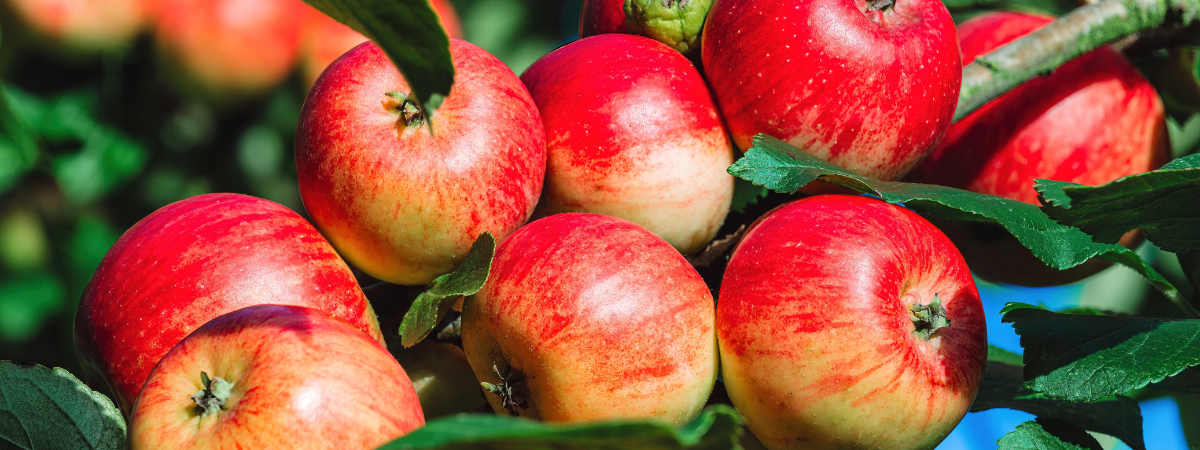 Fruit uit eigen tuin? Kom naar Groencentrum! Fruit uit eigen tuin? Kom naar Groencentrum!