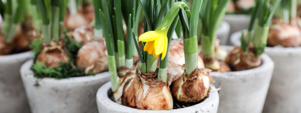 Kom voor bollen op pot naar Groencentrum in Brugge, Ieper of Nevele!