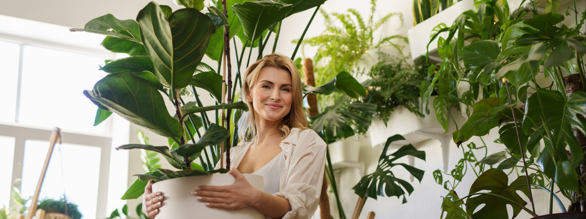 Grote kamerplanten | Groencentrum Brugge, Ieper & Nevele