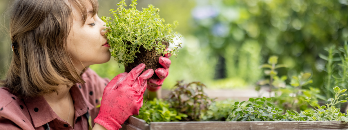 Kruiden | Groencentrum Brugge, Ieper en Nevele