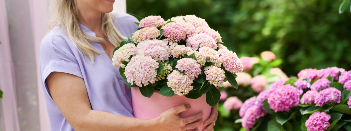 Tijd om uw hortensia naar buiten te brengen | Groencentrum