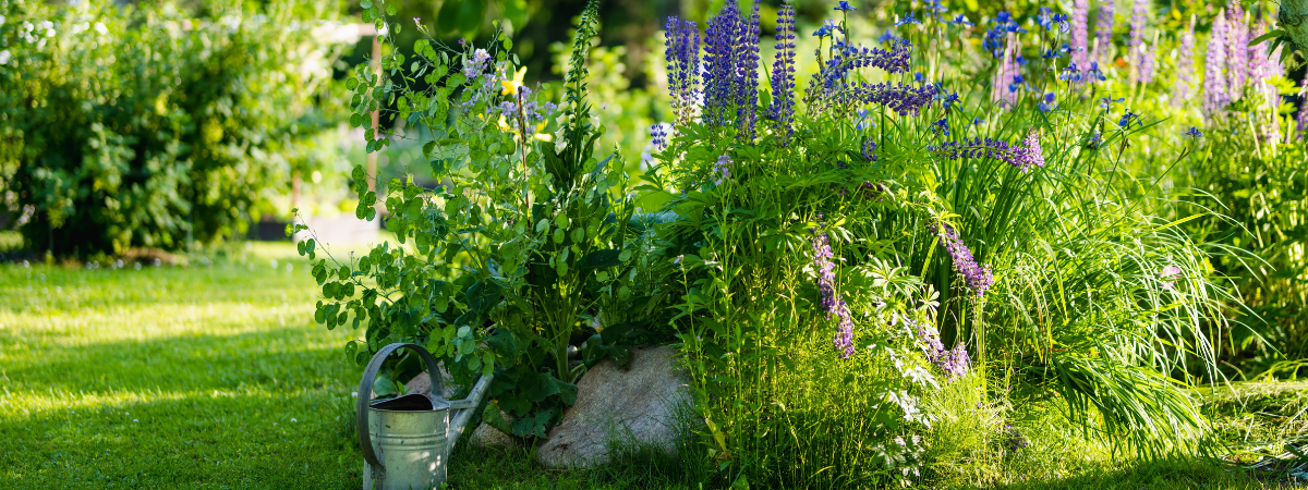 Vaste planten | Groencentrum Brugge, Ieper & Nevele
