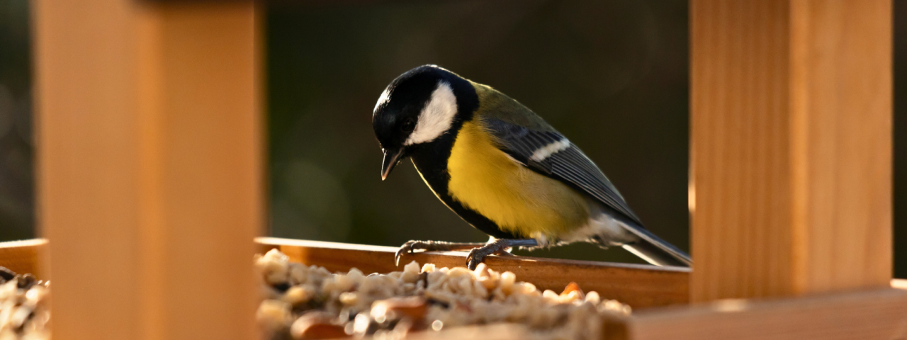 Vogels naar uw tuin lokken? Groencentrum heeft de tips!