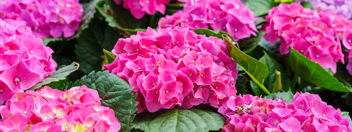 Hortensia | Groencentrum Brugge, Ieper & Nevele Hortensia | Groencentrum Brugge, Ieper & Nevele