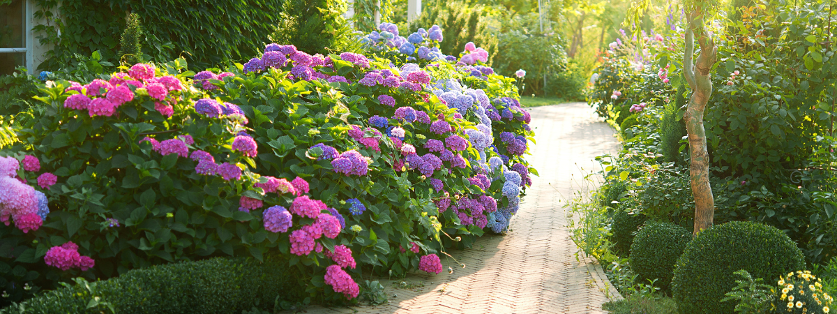 Hortensia | Groencentrum Brugge, Ieper & Nevele Hortensia | Groencentrum Brugge, Ieper & Nevele