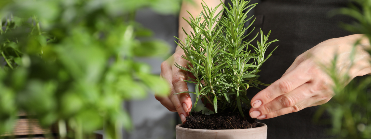 Kruidenplanten | Groencentrum Brugge, Ieper en Nevele