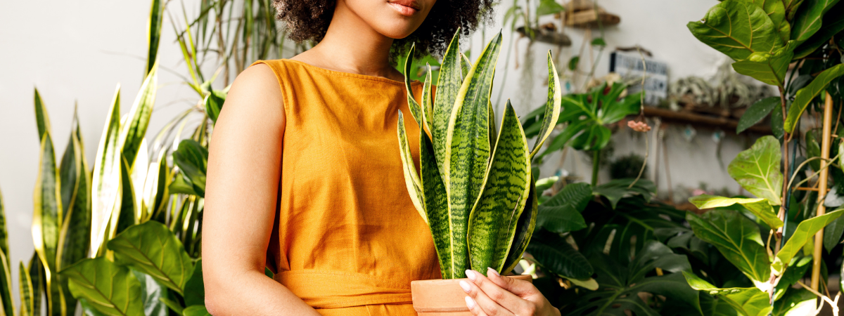 Groene kamerplanten kopen bij Groencentrum!