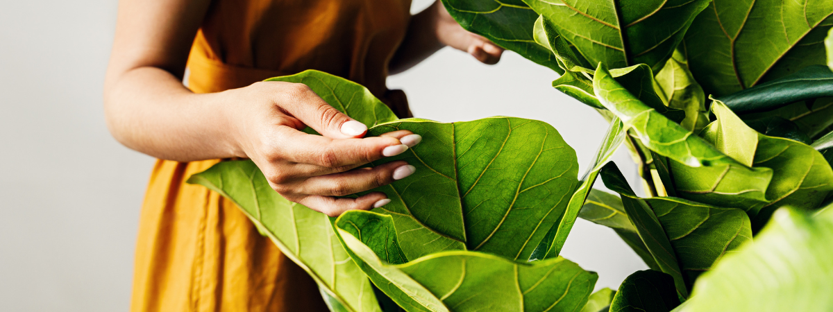 Groene kamerplanten kopen bij Groencentrum!