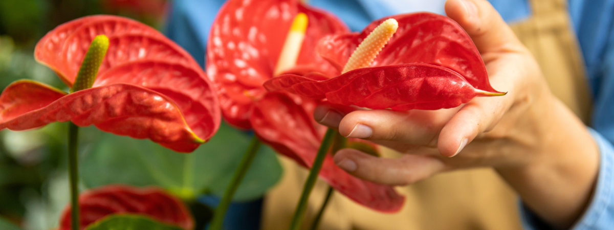 Bloeiende kamerplanten kopen bij Groencentrum! Bloeiende kamerplanten kopen bij Groencentrum!
