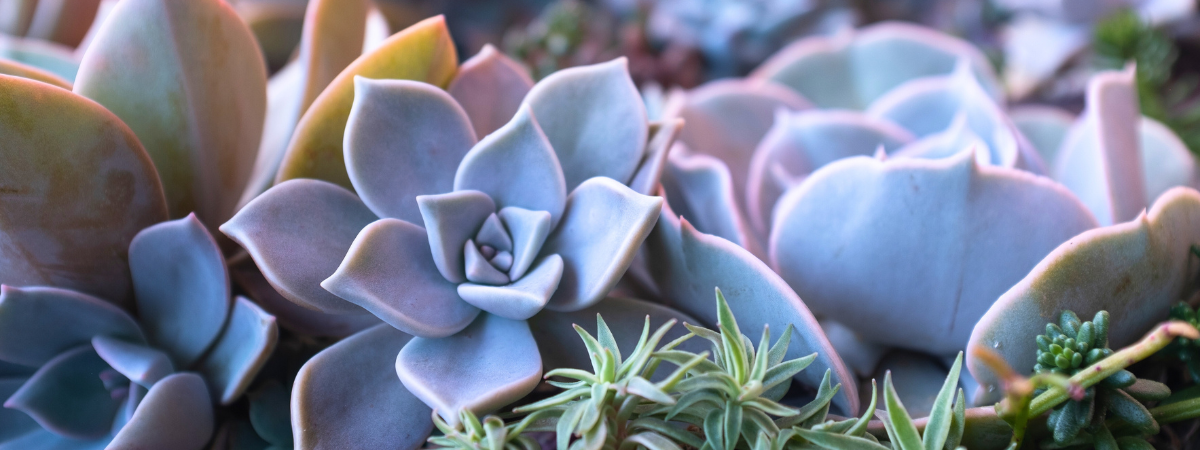 Ontdek ons aanbod cactussen en vetplanten bij Groencentrum!
