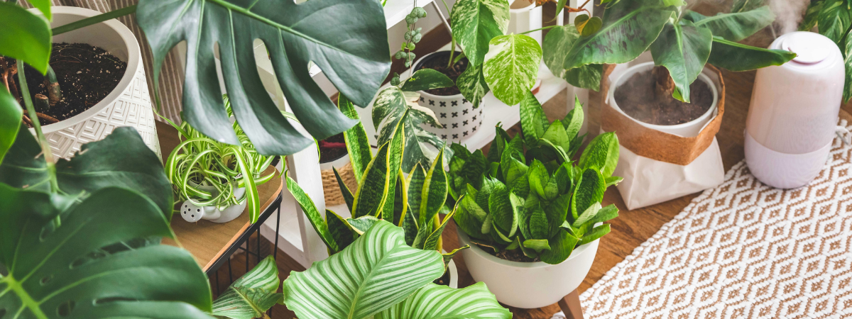 Kleur uw woning groen met kamerplanten van Groencentrum!