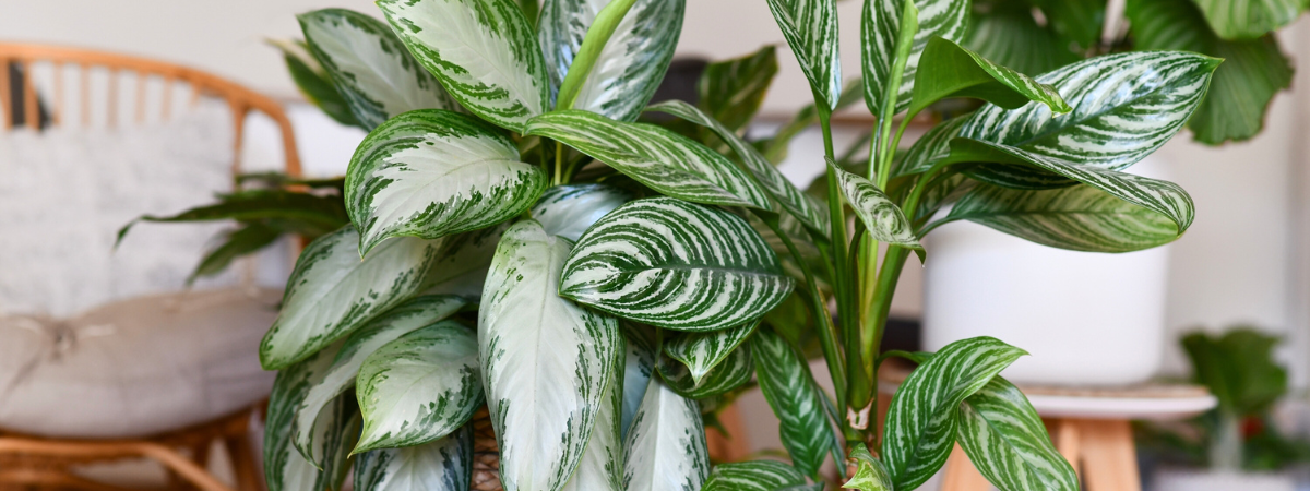 Kleur uw woning groen met kamerplanten van Groencentrum!