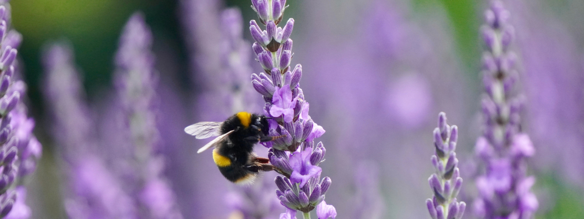 Lavendel | Groencentrum Brugge, Nevele en Ieper