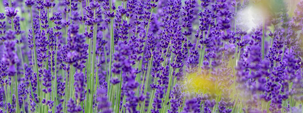 Lavendel | Groencentrum Brugge, Nevele en Ieper
