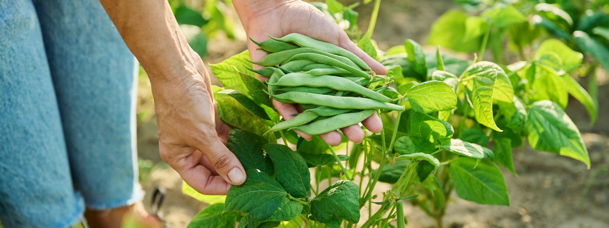 Moestuin | Groencentrum Brugge, Ieper & Nevele