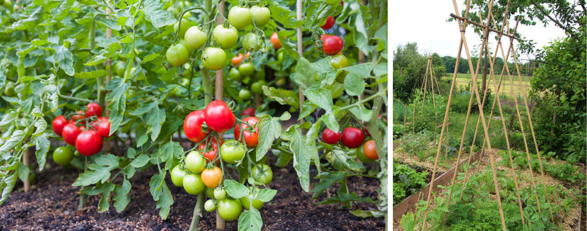 Tips voor een duurzame moestuin