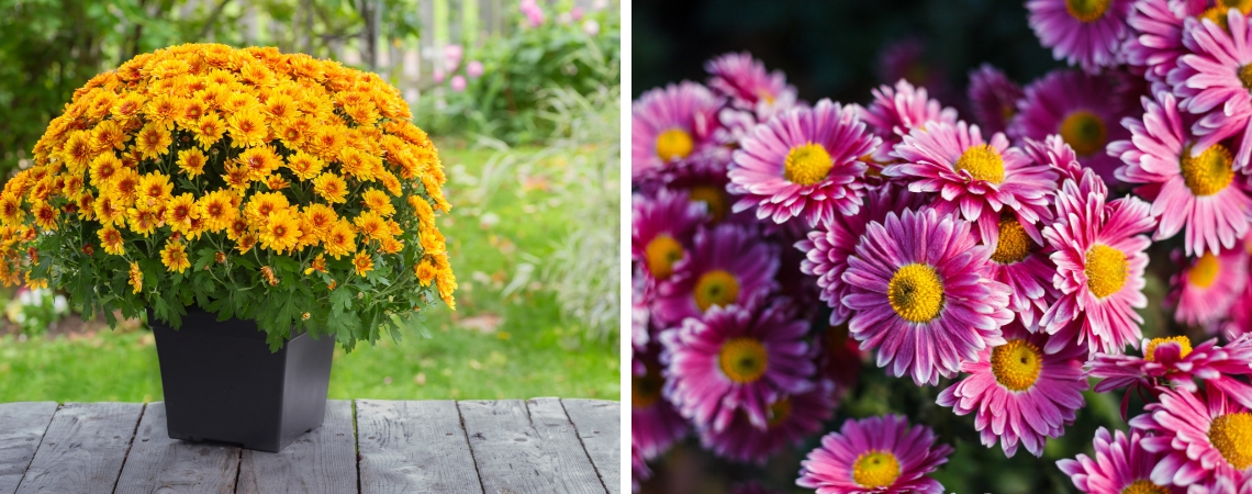 Chrysanten kopen bij Groencentrum in Brugge of Ieper