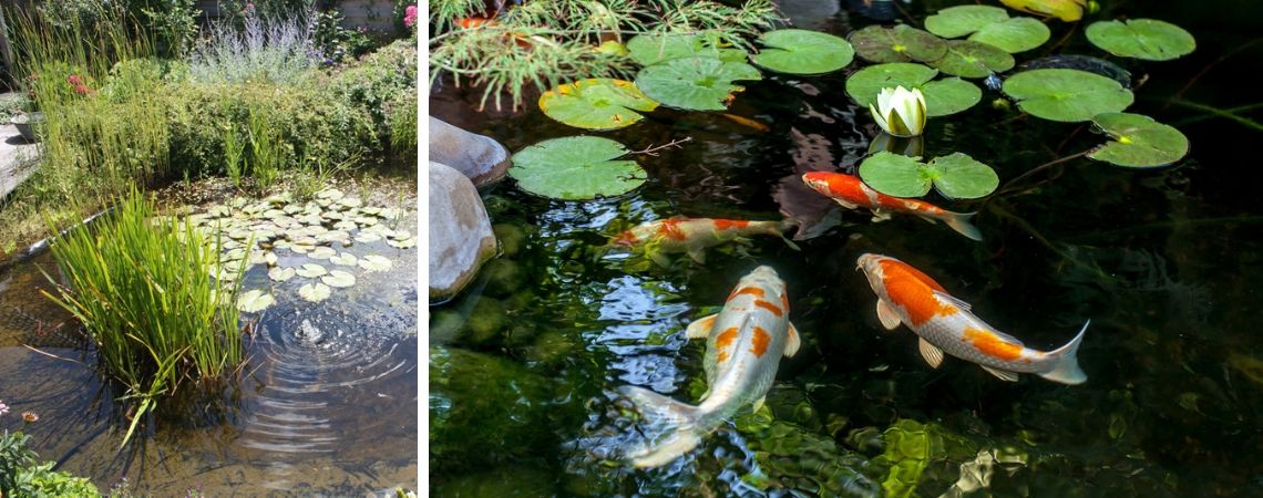 Diverse waterplanten vindt u bij Groencentrum in Brugge en Ieper