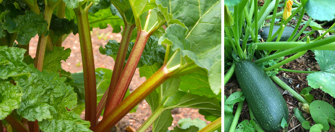 moestuin tips voor de maand april