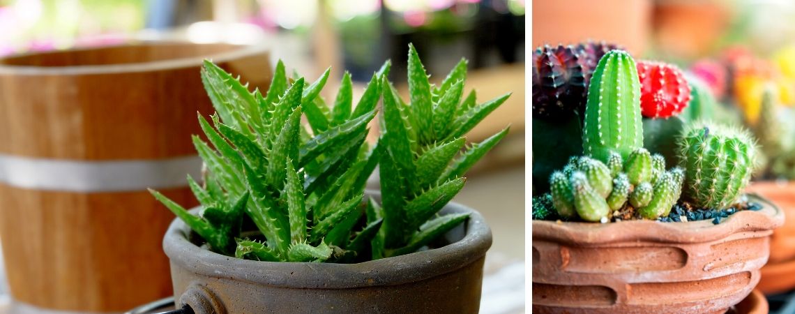 Cactussen en vetplanten kopen | Groencentrum Brugge en Ieper