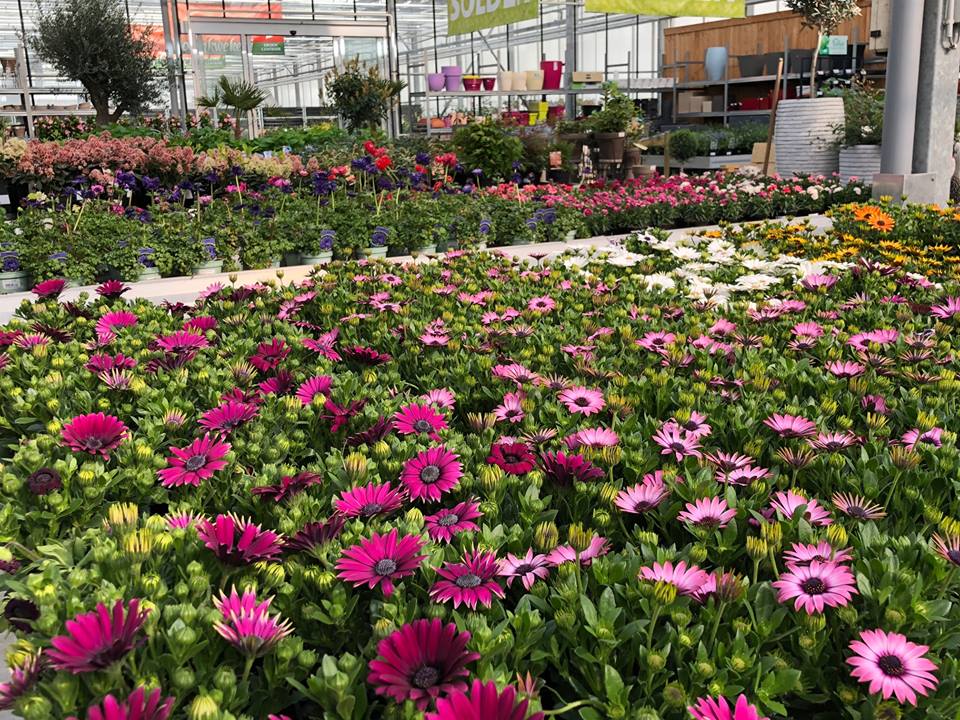 Tuincentrum met mooie planten nabij Damme