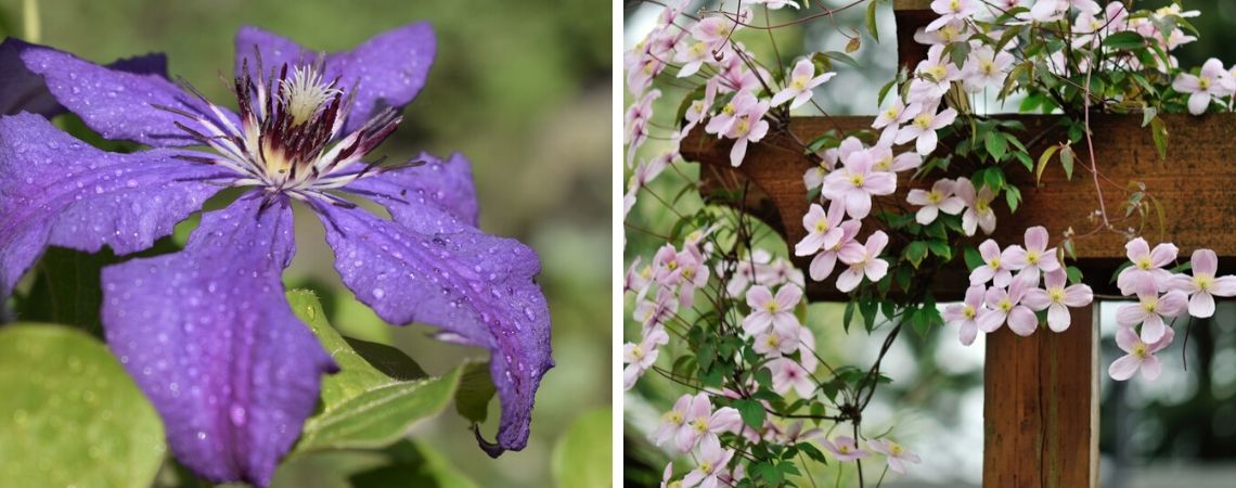 Groencentrum | Brugge | Ieper | Klimplanten | Clematis