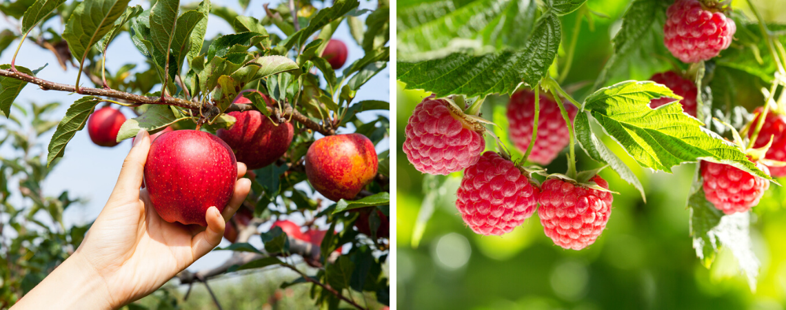 Fruitbomen en fruitstruiken Groencentrum 