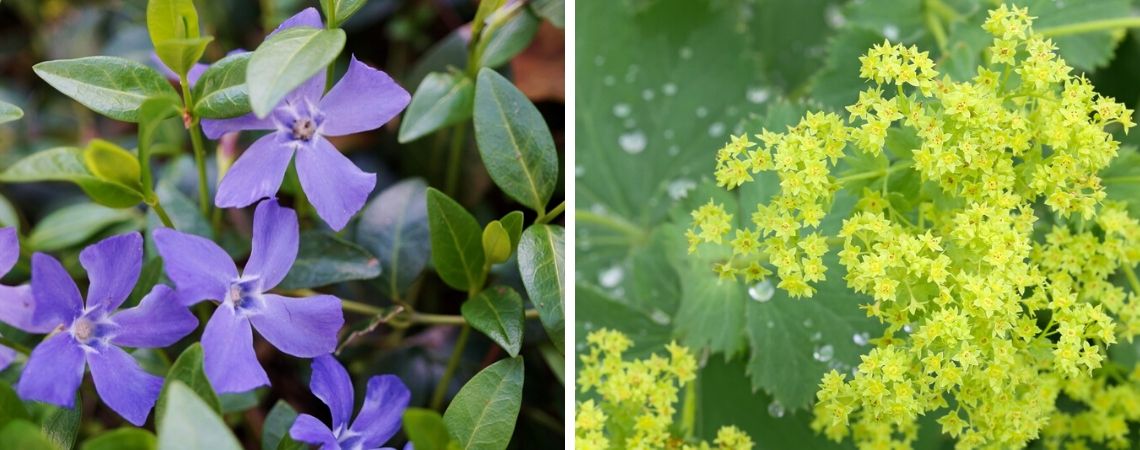 Groencentrum | Brugge | Ieper | Bodembedekkers | Tuinplanten