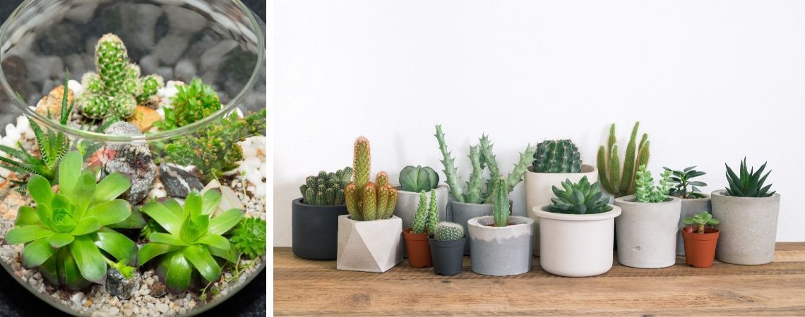 Cactussen en vetplanten kopen | Groencentrum Brugge en Ieper