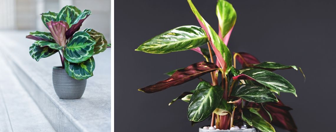 Calathea | Kamerplanten | Groencentrum | Brugge | Ieper