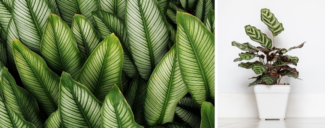 Calathea | Kamerplanten | Groencentrum | Brugge | Ieper