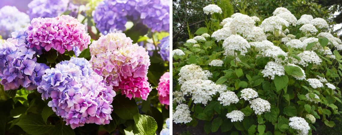 Groencentrum | Brugge | Ieper | Hortensia | Hortensia kopen