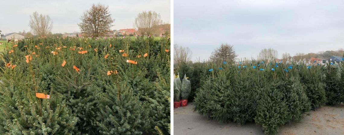 Kerstbomen kopen bij Groencentrum in Brugge en Ieper