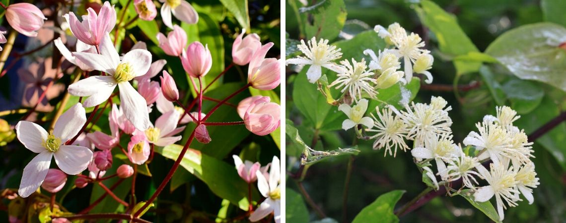 Groencentrum | Brugge | Ieper | Klimplanten | Clematis