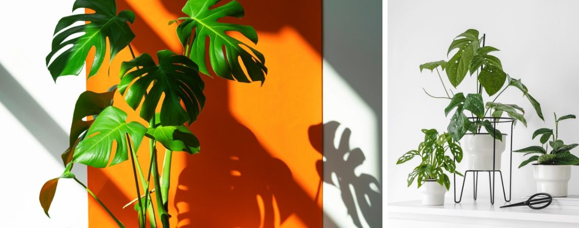 Monstera | Groene kamerplant | Luchtzuiverende kamerplant | Groencentrum Brugge | Groencentrum Ieper