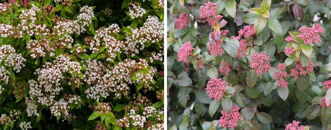 Groencentrum | Brugge | Ieper | Viburnum