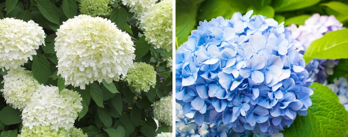 Groencentrum | Brugge | Ieper | Hortensia | Hortensia kopen