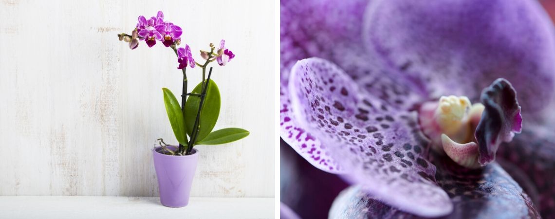 Bloeiende kamerplant | Orchidee | Groencentrum | Brugge | Ieper