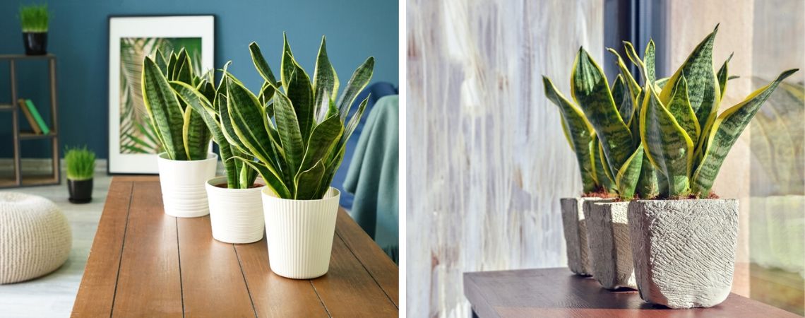 Sansevieria | Kamerplanten | Groencentrum | Brugge | Ieper