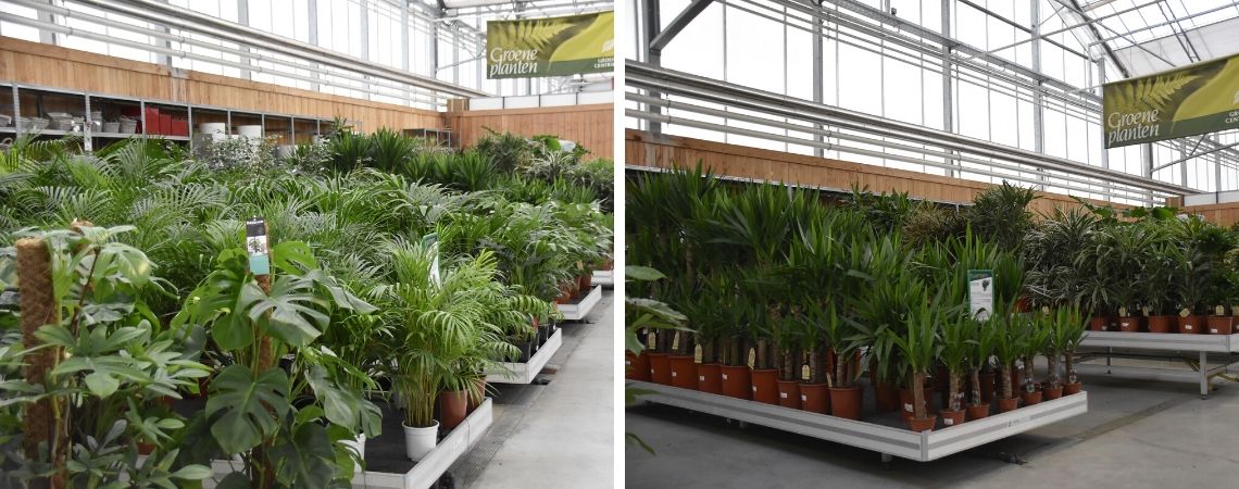 Kamerplanten kopen bij Groencentrum in Brugge en Ieper