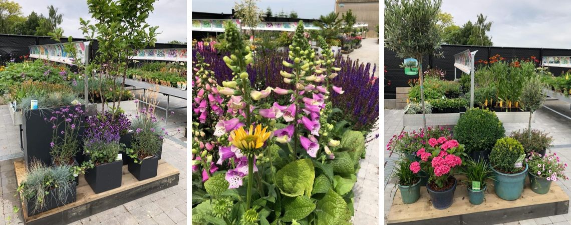 Tuinplanten kopen bij Groencentrum in Brugge en Ieper